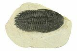 Bargain, Hollardops Trilobite Fossil - Ofaten, Morocco #287483-2